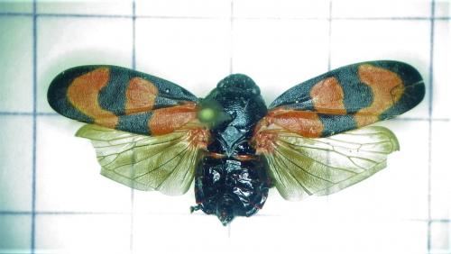 Cercopis vulnerata
